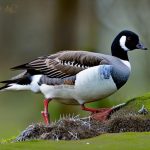 Exploring the Intriguing Canadian Geese Breeding Season in the UK