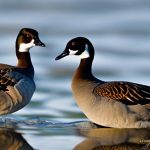 Exploring the Intriguing World of Canadian Geese: Delving into Their Unique Mating Rituals and Nesting Habits