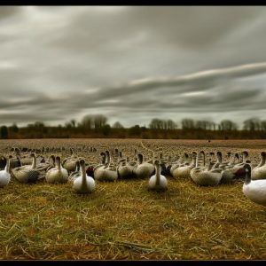 Why Do Farmers Choose to Keep Geese on Their Farms