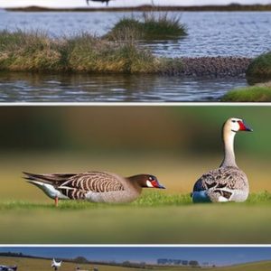 The Fascinating World of Keeping Geese in the UK: A Comprehensive Guide