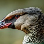 The Fascination with Geese: Unraveling the Mystery of Why People Keep Them