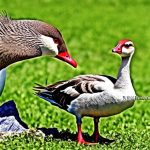 10 Foolproof Ways to Keep Geese Away from Your Yard: A Complete Guide