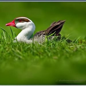 10 Foolproof Ways to Keep Geese Away from Your Lush Green Grass