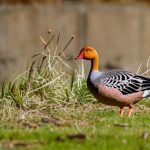 5 Foolproof Ways to Keep Geese Away from Your Property