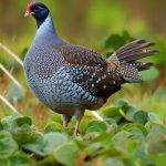 5 Foolproof Ways to Keep Guinea Fowl Away from Your Porch