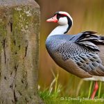 6 Foolproof Ways to Keep Geese Away from Your Porch: Tried and Tested Tips