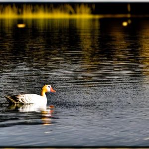 5 Foolproof Methods for Keeping Geese Away from Your Boat Dock