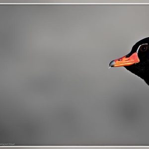 Why Pet Geese Are Constantly Hissing and How to Handle It