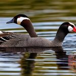 Discover the Unique Characteristics and Traits of Different Geese Breeds: A Closer Look at Geese with Nobs