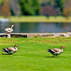 Discover Effective Strategies for Keeping Geese Away from Your Lawn: How Can I Keep Geese Off My Lawn