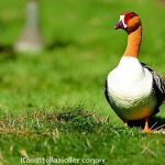 How to Keep Geese Out of Your Lawn: Effective Strategies for a Neat and Tidy Yard