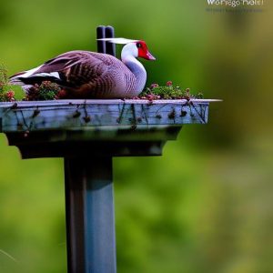 10 Foolproof Strategies to Keep Geese Out of Your Garden: How can I Keep Geese from Ruining My Garden