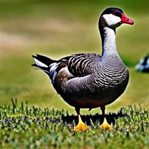 7 Foolproof Methods for Keeping Geese Out of Your Yard: How Do I Keep Geese off My Property