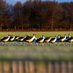 Revolutionizing Farming with Geese: The Benefits of Keeping Geese on the Farm
