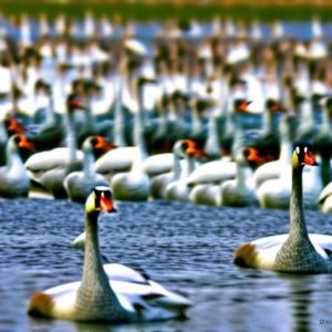 Swan-Led Geese Deterrent: Using Swans to Keep Geese at Bay