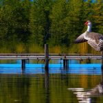 How to Keep Geese from Invading Your Dock: Effective Strategies for Protecting Your Waterfront Property