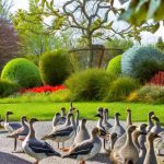 Keep Geese Out of Your Garden: Tips for a Beautiful and Protected Outdoor Space