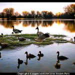 How to Keep Geese Away from Your Pond in Columbus, Ohio: Effective Strategies and Tips