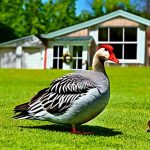 How to Keep Geese Off Your Yard: Effective Strategies for a Goose-Free Space
