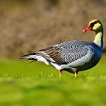 Guaranteed Tactics: How to Keep Geese Off Your Lawn
