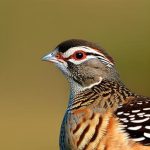 PDF Guide: The Ultimate Strategy for Caring for Quails
