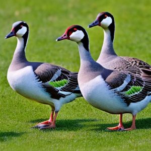 Impressive Tips on Keeping Canadian Geese Away from Your Lawn: Effective Methods Revealed