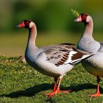 10 Ingenious Tactics to Keep Geese Away: A Guide for Preventing Unwanted Fowl Visitors