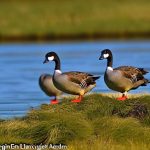 Effective Strategies for Keeping Canada Geese at Bay: Your Guide to Keeping Your Space Goose-Free