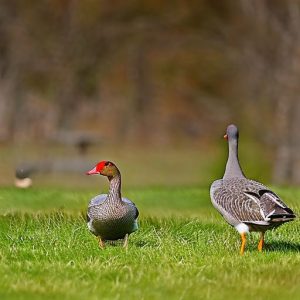 Keeping Geese Away from Your Yard: Effective Tips and Strategies