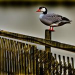 Keeping Geese at Bay: The Solution of a Fence