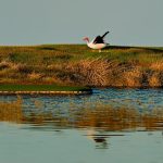 Keeping Geese Away: The Secret to Maintaining Peace on Golf Courses