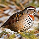 Keeping Quail Cozy: Essential Tips for Winter Warmth