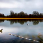 Keeping Geese at Bay: Exploring the Effectiveness of Pond Diffusers