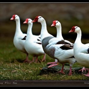 Living in Harmony: The Joys of Keeping Domestic Geese as Close Neighbors