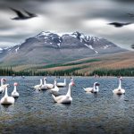 Meet the Majestic Geese of Canada: A Closer Look at Their Different Breeds