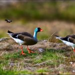 5 Masterful Ways to Keep Geese Out and Ensure You Don’t Starve