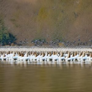 Mastering the Art of Geese Herding: Tips for Success