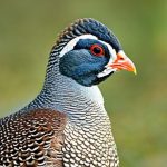 Mastering Your Guinea Fowl: Effective Strategies to Prevent Them from Running Away