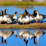 Mastering the Art of Geese Herding: Tips and Strategies for Success