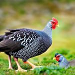 Maximizing Your Flock: The Benefits of Keeping Chickens and Guinea Fowl Together