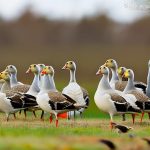 Maximizing the Benefits of Flock Living for Bar-Headed Geese: Strategies for Keeping Them Happy and Healthy