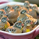 Maximizing Quail Chick Health: Understanding the Ideal Duration for Brooder Care