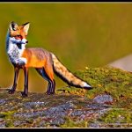 Outsmarting the Fox: The Truth Behind ‘Set the Fox to Keep the Geese