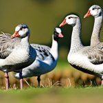 The Perfect Addition to Your Flock: The Top Sociable Geese Breeds to Discover