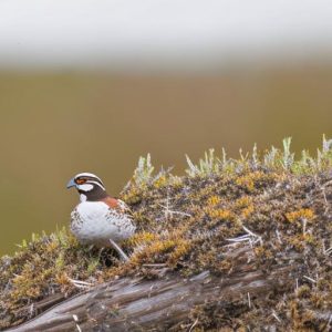 Preserving the World of Bobwhite Quail: A Guide to Conservation and Restoration Efforts