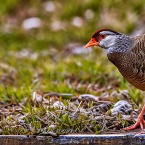 Is it a Problem to Keep Chicken and Geese Near Railroads