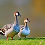 Effective Ways to Keep Geese Off Your Property: A Guide for Property Owners