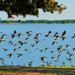 How to Protect Your Lakefront Property from Geese: The Ultimate Guide