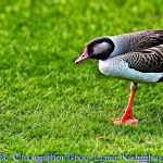 Protect Your Lawn: Effective Methods to Keep Geese Away