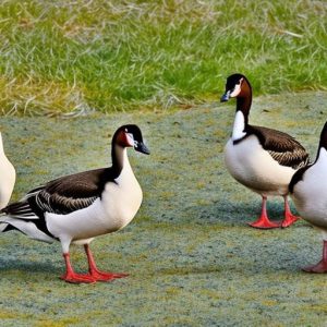 Protecting Your Yard: How to Keep Canadian Geese Out